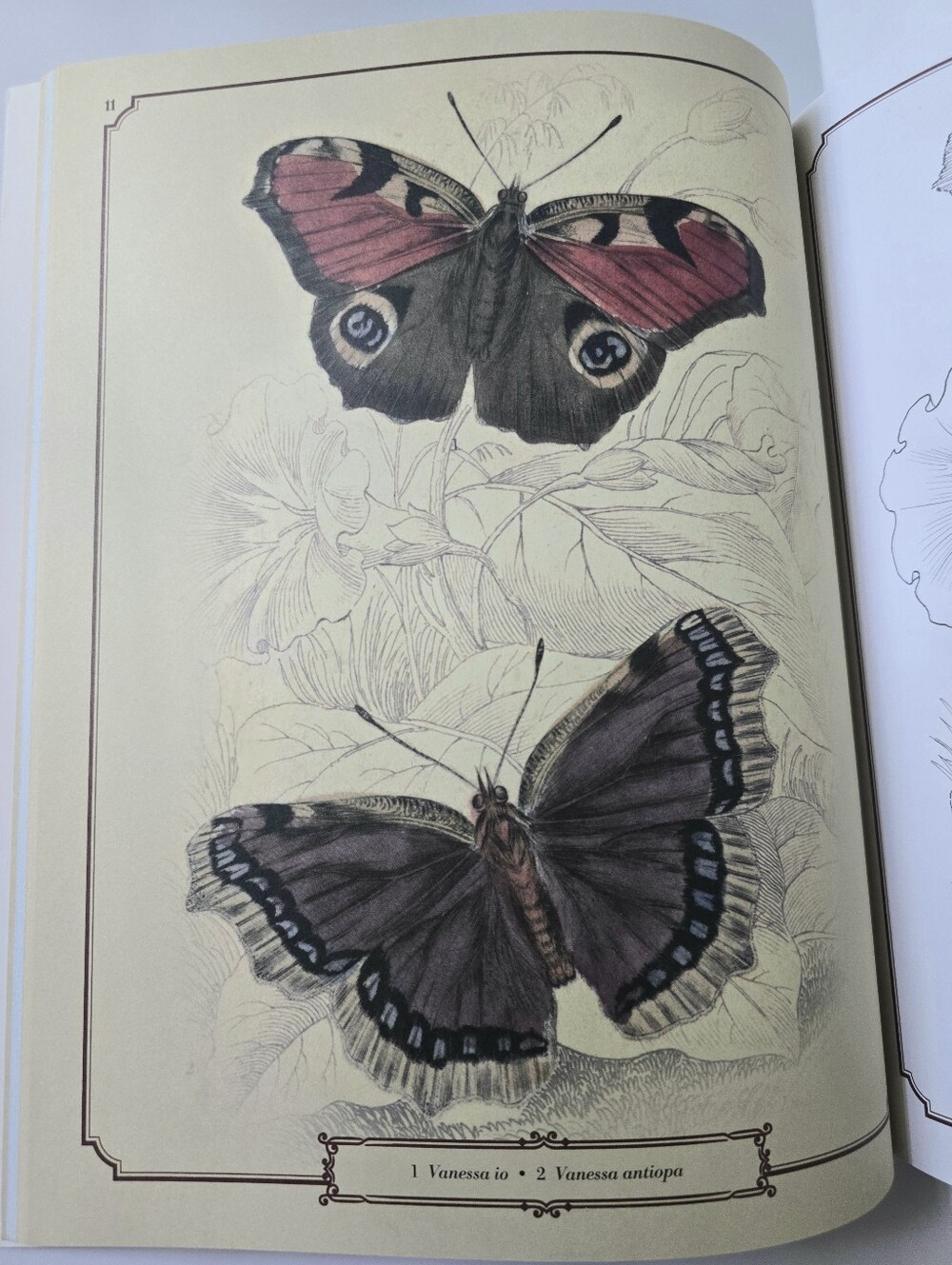 The Beautiful Nature Adult Vintage Coloring Book - Picture 7 of 15